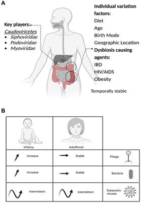 The human gut virome: composition, colonization, interactions, and impacts on human health
